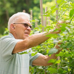 vegetable garden - Avila Retirement Community