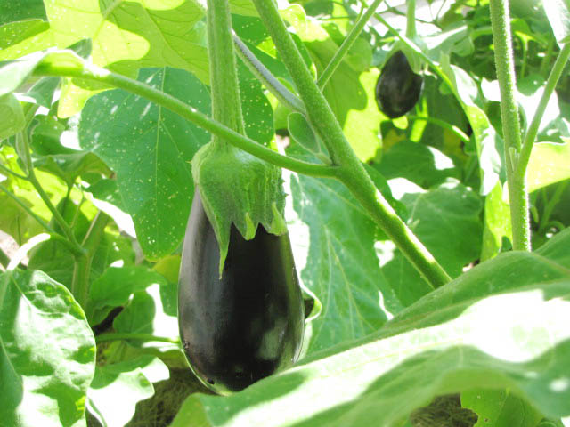 eggplant-avila-vegetable-garden