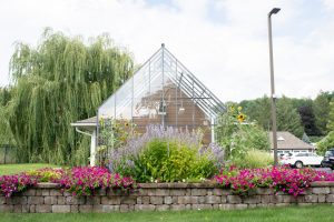 Avila community greenhouse with trailing purple petunias and lavender in bloom